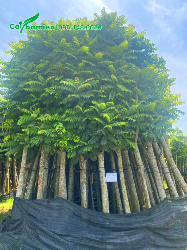 Cây Lát Hoa thẳng đẹp, đường kính gốc 20cm