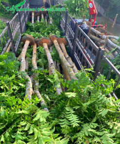 Lát Hoa công trình đường kính gốc 18 - 20cm