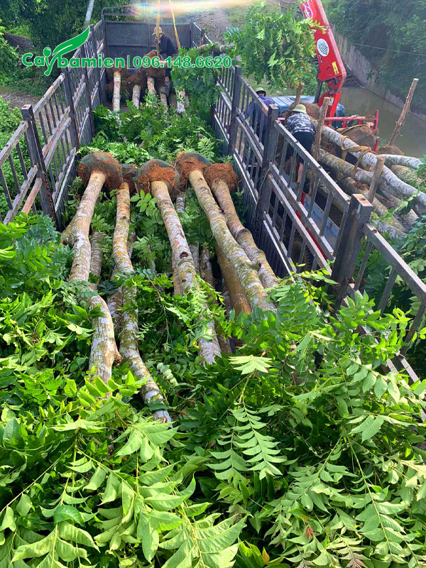 Lát Hoa công trình đường kính gốc 18 - 20cm