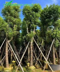 Cây Long Não công trình cao 5m, đã dưỡng ủ kỹ