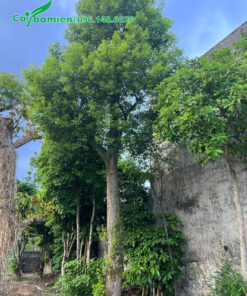 Cây cổ thụ cao 7 - 8m