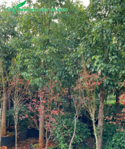 Cây dưỡng trong bầu thời gian dài, tán lá ra đều và đẹp