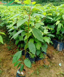 Cây giống nguyên bầu chiều cao 50 - 60cm