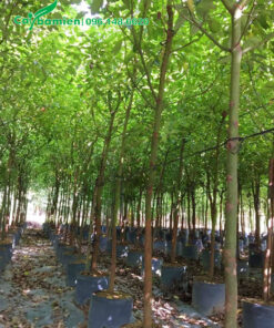 Cây trồng từ nhỏ trong bầu, đường kính gốc 2cm