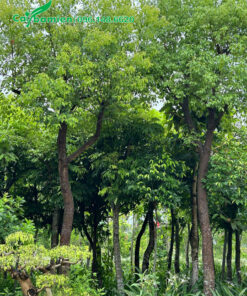 Long Não xanh mướt tô điểm cho cảnh quan