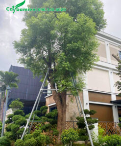 Cây Long Não cổ thụ trồng trước nhà