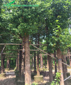 Thân cây thẳng đẹp, đường kính thân 20 - 25cm (cách gốc 1m)