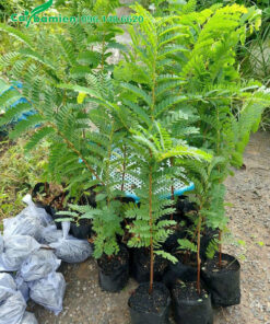 Cây me giống trồng từ hạt