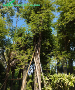 Dâm ủ cây me cổ thụ cao 5 - 6m