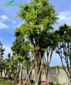 Cây Me dâm ủ cao 4m, vanh 55cm