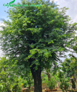 Cây me chua công trình cao 4m