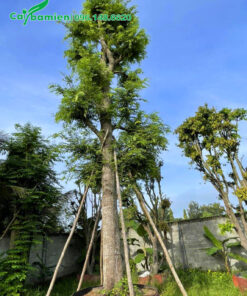 Me công trình vanh 50 - 60cm, đã dâm ủ, tỉa cành