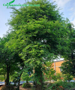 Cây me đẹp cao hơn 3m, đã dâm ủ nhiều năm