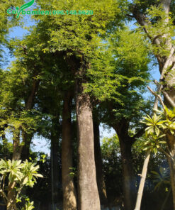 Me Chua công trình dáng thẳng đẹp, đường kính gốc 35cm