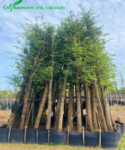 Cây Me dưỡng trong bầu, dáng thẳng đẹp