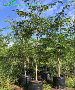 Cây giống me chua chiết cành, chiều cao gần 2m