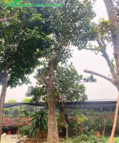 Cây Mít cổ thụ đường kính 40cm