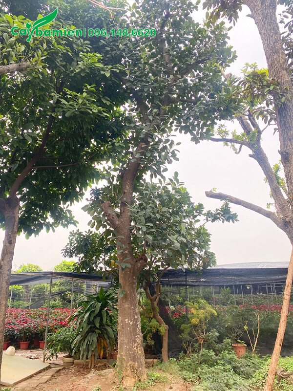 Cây Mít cổ thụ đường kính 40cm