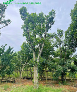 Mua cây Mít lâu năm, gốc lớn, đường kính 30cm