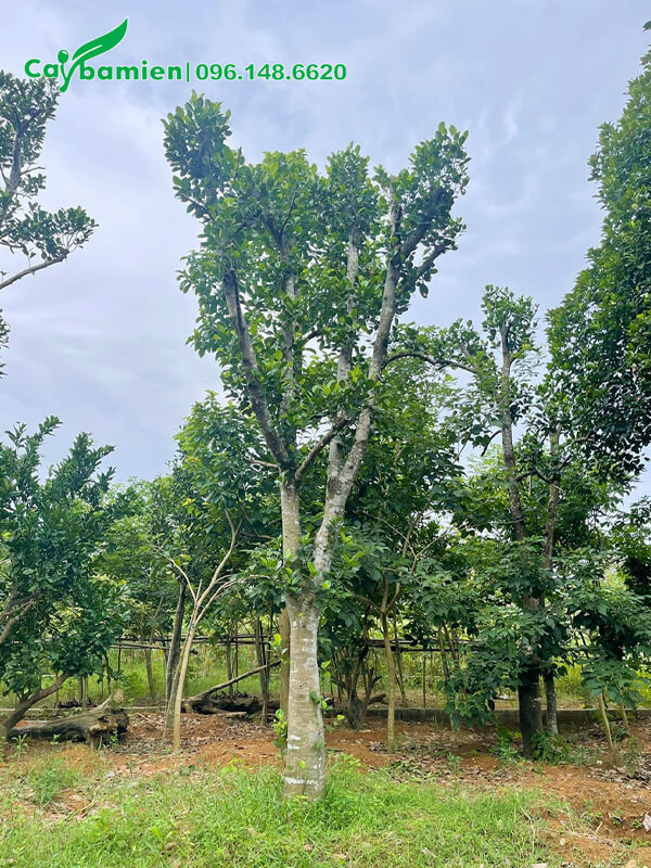 Mua cây Mít lâu năm, gốc lớn, đường kính 30cm