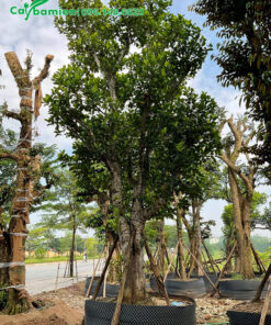 Mít công trình dâm ủ, cành lá mới um tùm