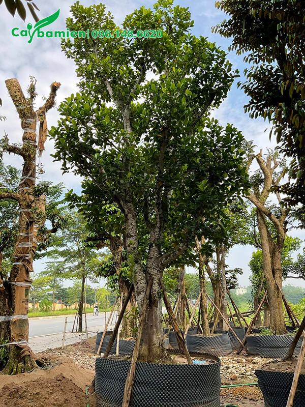 Mít công trình dâm ủ, cành lá mới um tùm