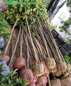 Mít công trình nhỏ, cao hơn 2m, đường kính 3cm