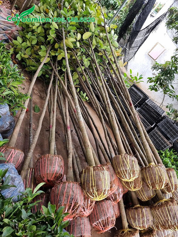 Mít công trình nhỏ, cao hơn 2m, đường kính 3cm