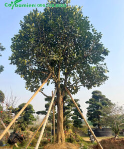 Cây Mít mới trồng, cắm cọc chống 4 phía