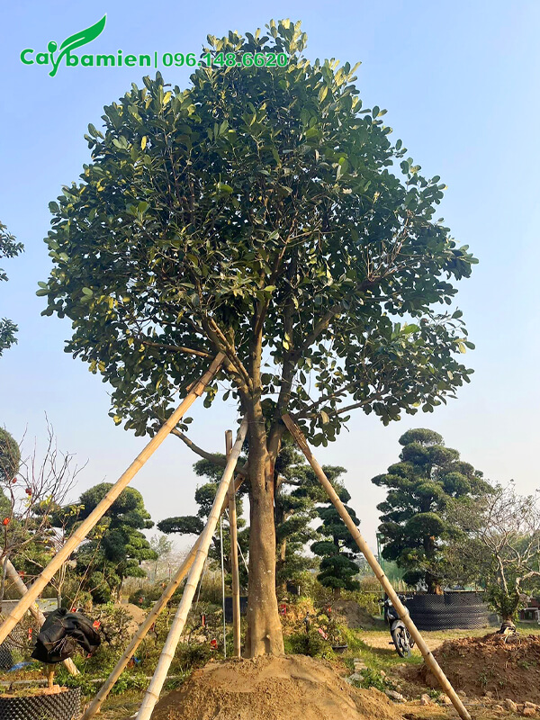 Cây Mít mới trồng, cắm cọc chống 4 phía