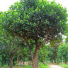 Mít ta trồng công trình, đường kính 25cm, cao 4m