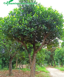 Mít ta trồng công trình, đường kính 25cm, cao 4m