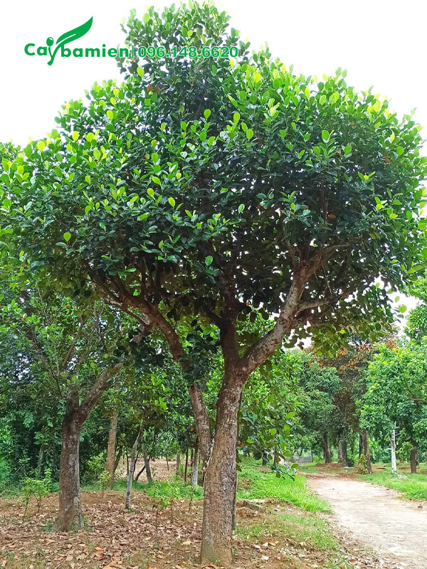 Mít ta trồng công trình, đường kính 25cm, cao 4m