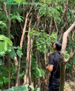 Khách đang chọn cây hoa điệp vàng dâm ủ tại nhà vườn