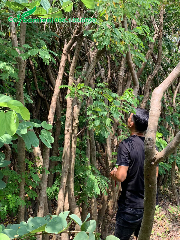 Khách đang chọn cây hoa điệp vàng dâm ủ tại nhà vườn