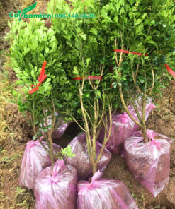 Cây nhỏ đường kính bầu khoảng 25cm