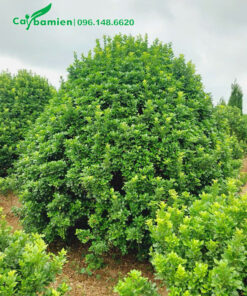 Hình ảnh cây Ngâu công trình đẹp, đường kính tán 1m5