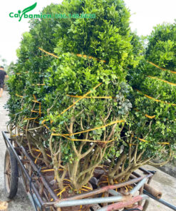 Xếp cây Ngâu công trình mới bứng bầu lên xe kéo chuyển từ vườn ra xe tải