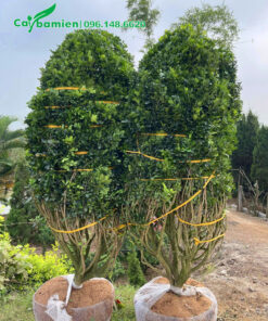 Ngâu công trình cao 2m, đường kính bầu hơn 40cm