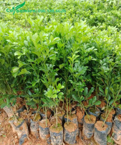 Bầu cây giống ngâu ta cao 40cm trở lên