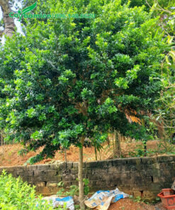 Ngâu thân tree dáng đẹp, cao hơn 2m