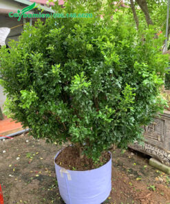 Cây thuần bầu đường kính gốc 4 - 5cm