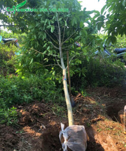 Cây hoa ngọc lan trắng mới bứng xong