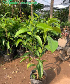 Cây giống Ngọc Lan đẹp, chiều cao 50cm