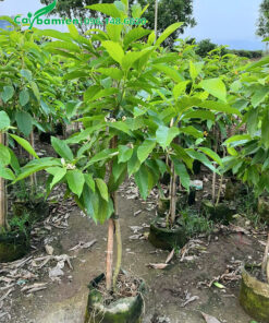 Ngọc lan trắng sẵn hoa, cây cao hơn 1m