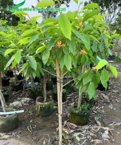 Vườn cây giống ngọc lan hoa vàng cao hơn 1m