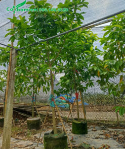 Cây hoa ngọc lan nguyên bầu cao 2m