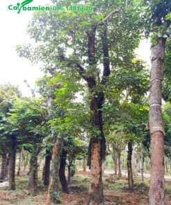 Vườn dâm ủ cây công trình lâu năm