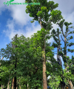 Nhội mới dâm ủ chiều cao trên 6m