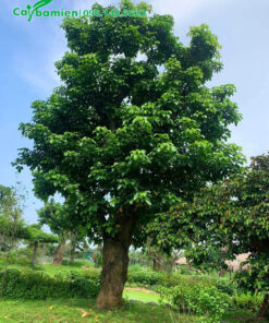 Hình ảnh cây Nhội trồng lấy bóng mát trong khuôn viên khu sinh thái